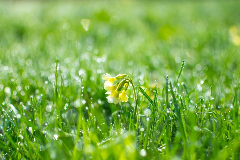 dew-droplets-flower-94847